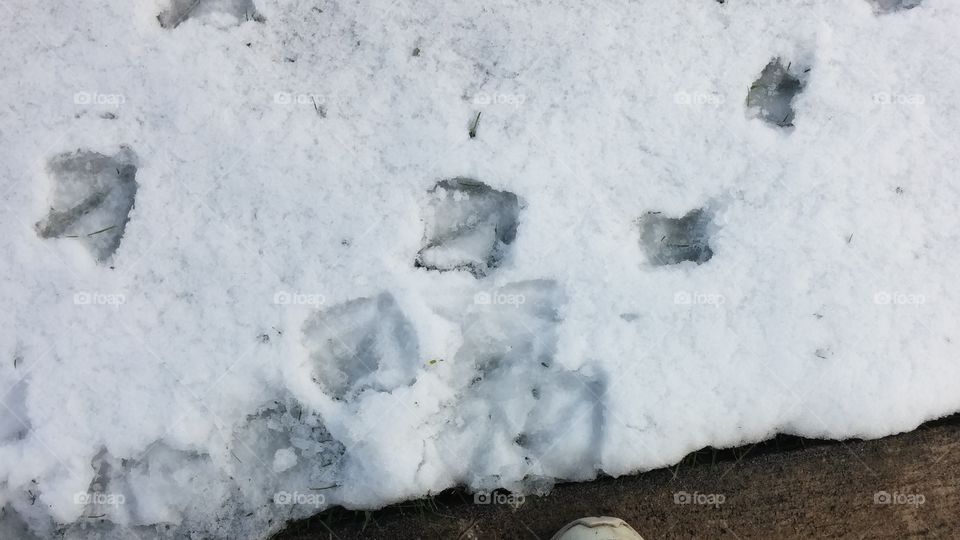 Tracking Geese. Geese feetprints in the snow
