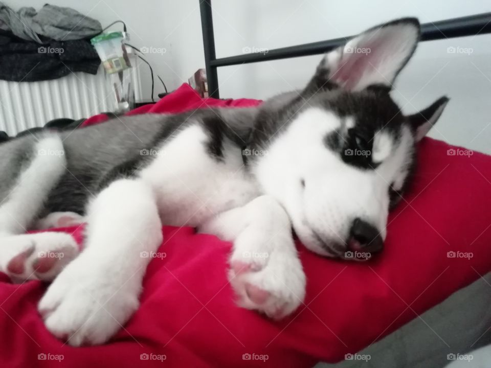 husky puppy be chilling