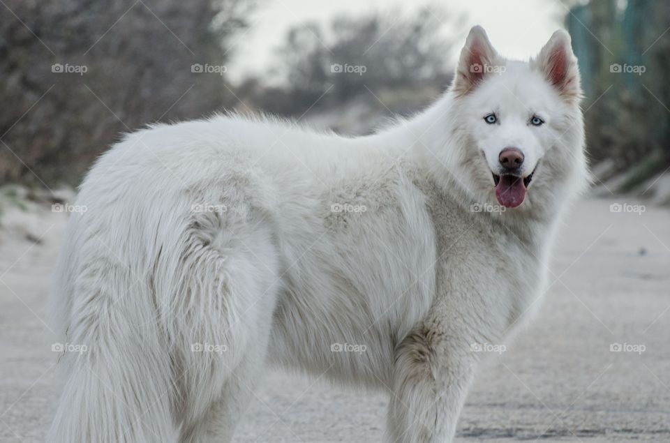 Side view of dog looking at camera