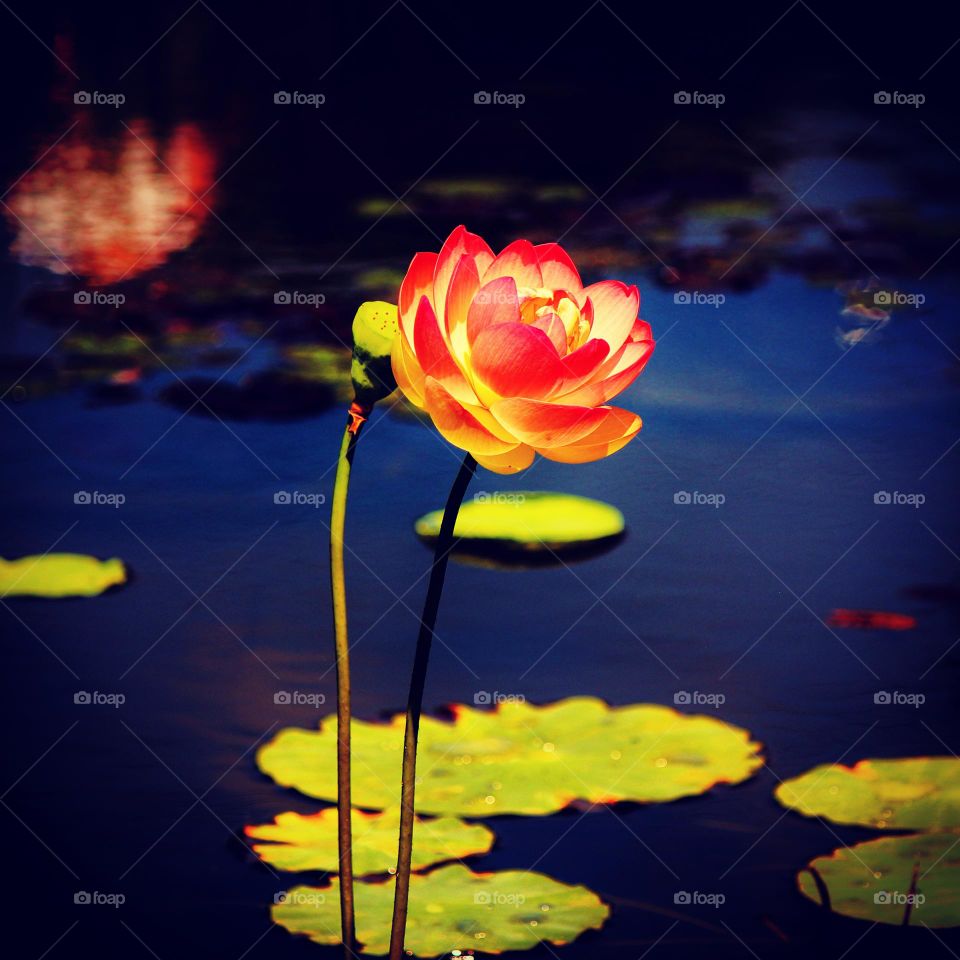 Glowing with life from the growing rays of the summer sun. 