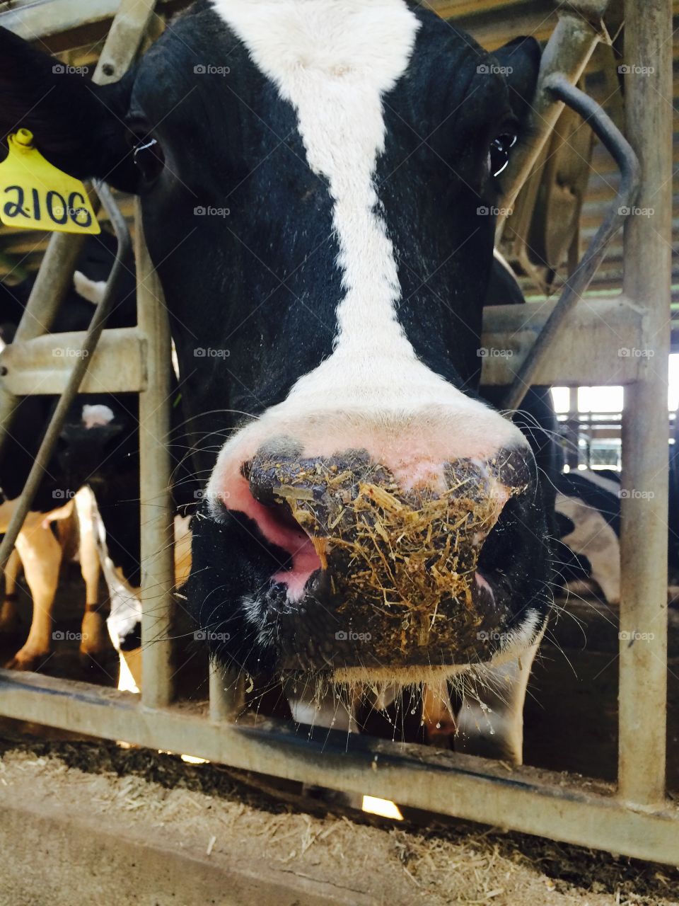 Haaaay what's up?!. Cow eating at the dairy farm 
