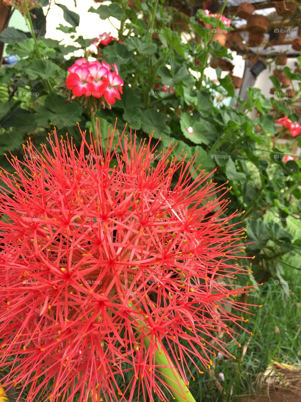 Flowers , grass, garden