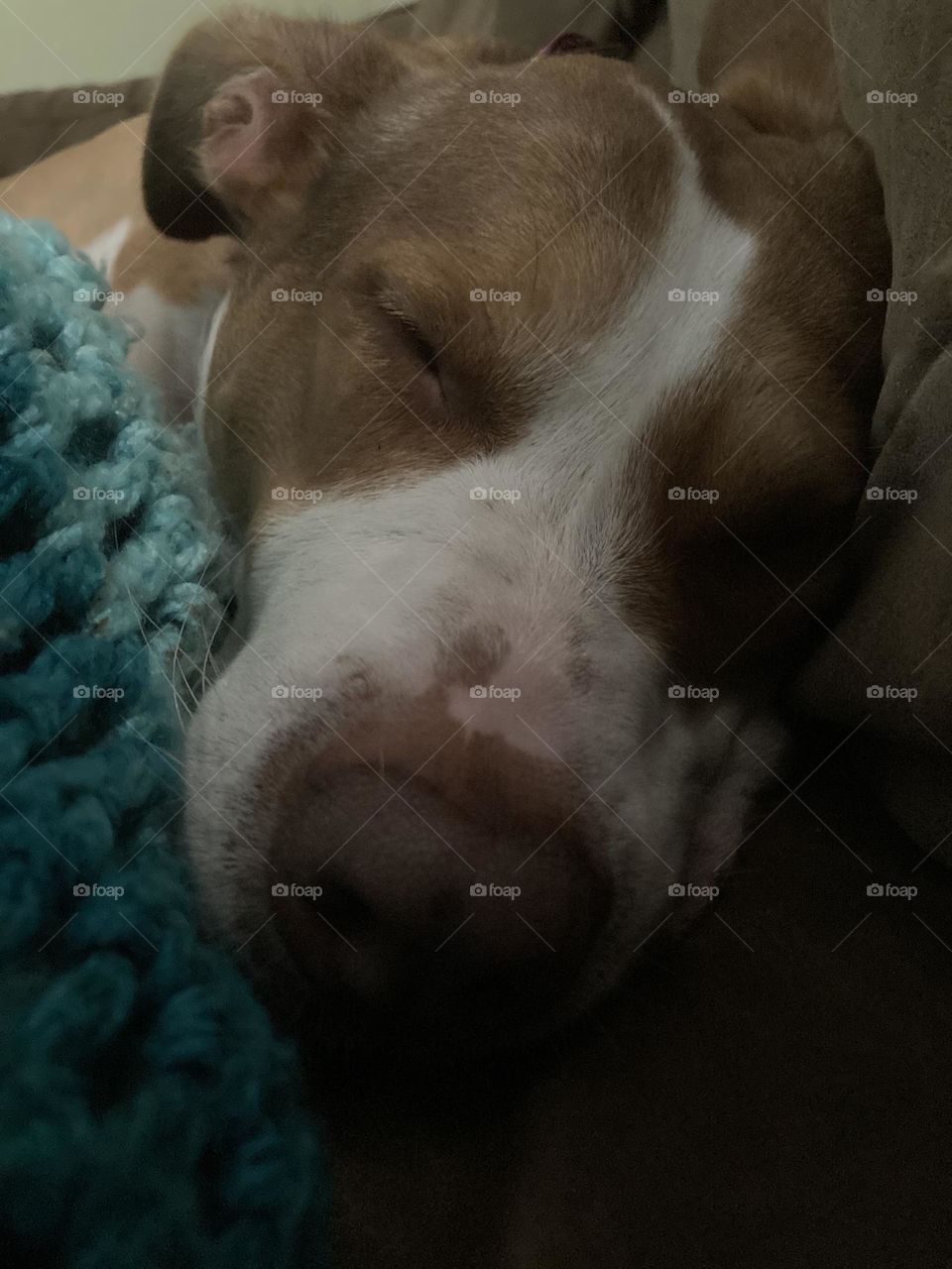 Beautiful dog on a blanket 