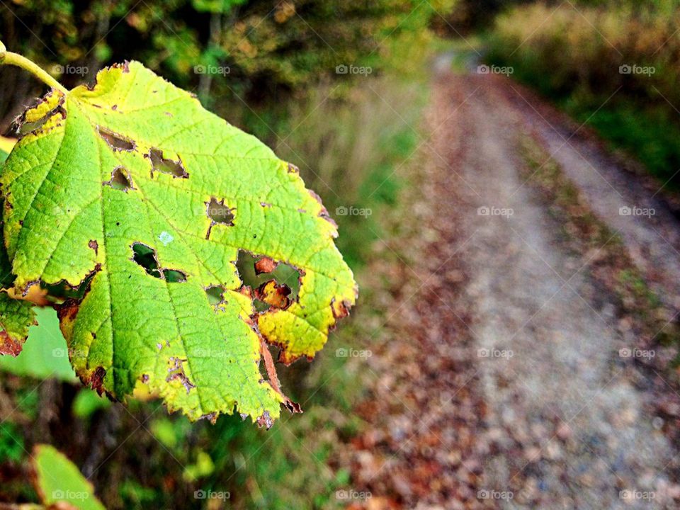 Rotten autumn