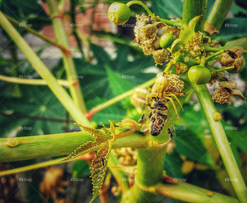 Fight between bees and spiders!