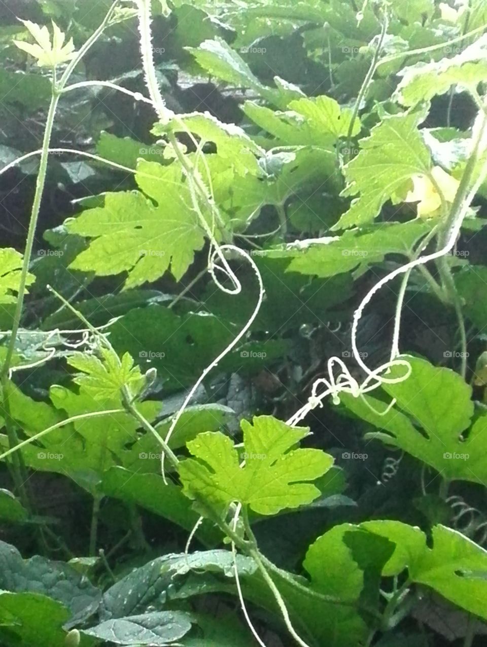 Wet bitter gourd leaves