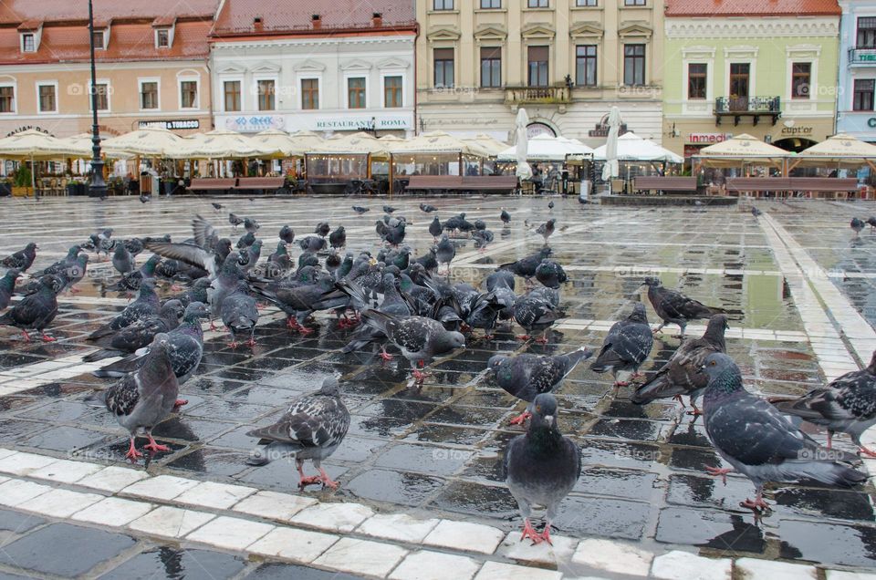 Urban nature: Wildlife