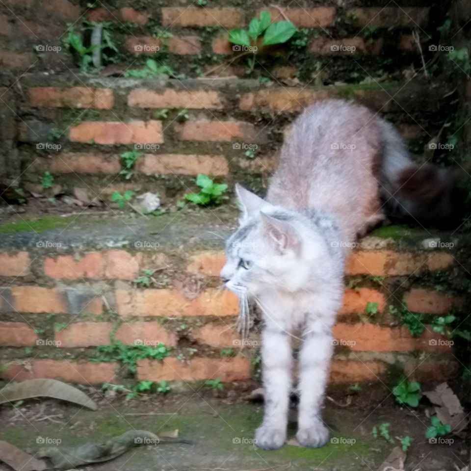 neighbour's cat