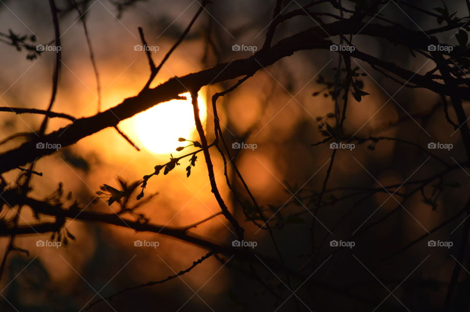 Silhouetted trees branches at dusk