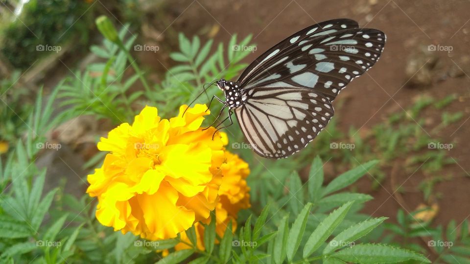 Beautiful butterfly perched on a blooming flower