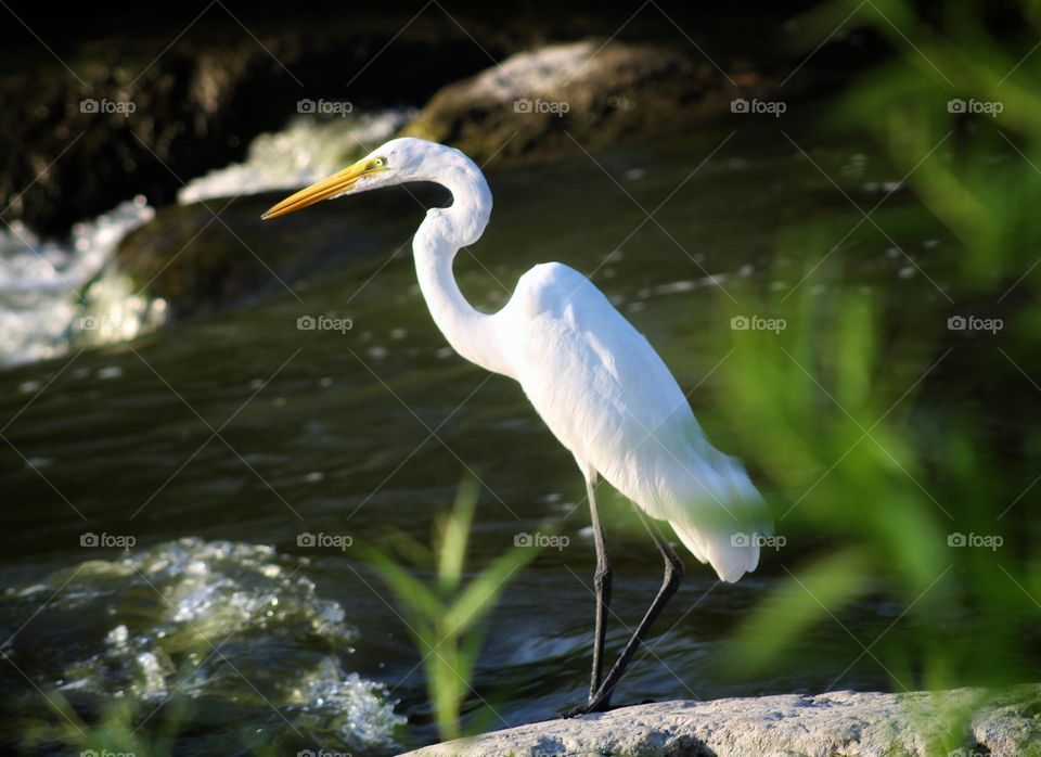white egret by the river