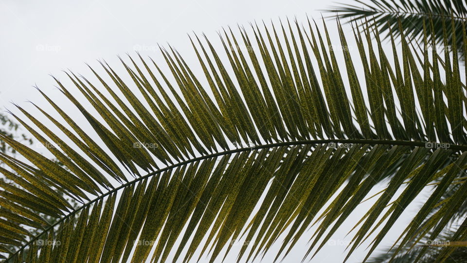 Leaves#trees#green#macro#nature#vegetation