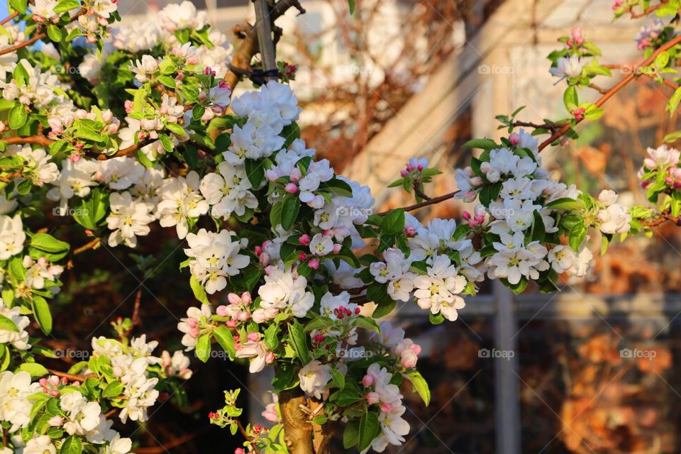 Beautiful fruit tree branch in full blossom 