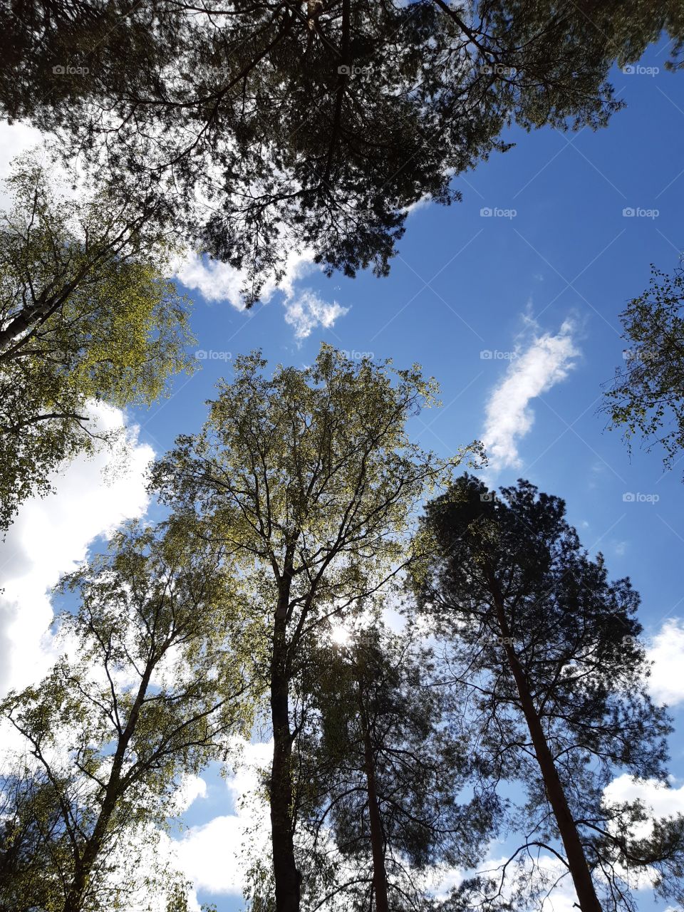 крона дерев