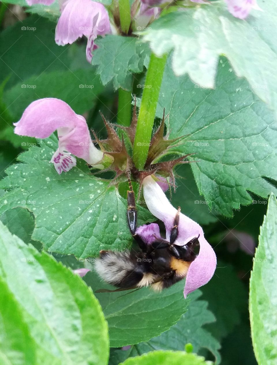 Bumble bee in blossom