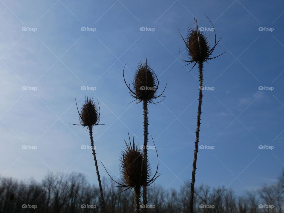 A perfect quartet of weeds, with a beautiful late March sky.