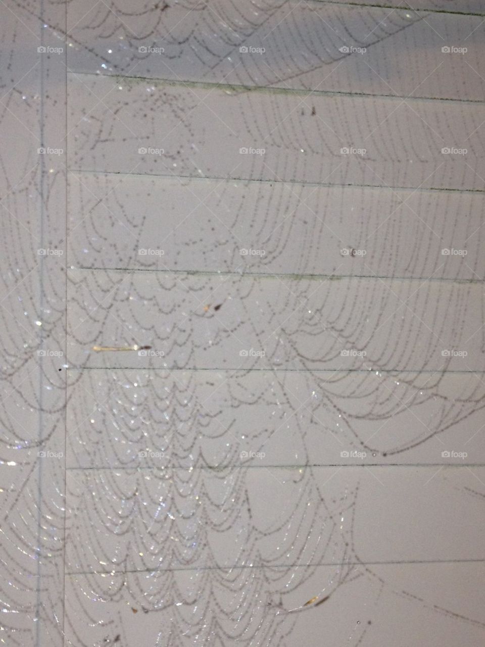 SPIDER WEB AGAINST WHITE