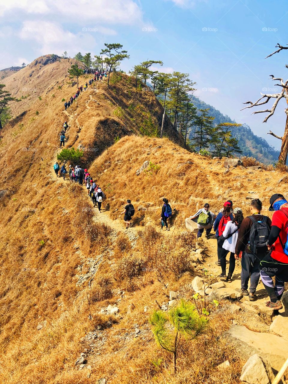 Mt. Ulap is a long hike compared to your usual one. You need more than just strength and stamina to climb up and go down, you need patience. Ulap shouldn't be that hard for experienced hikers and mountaineers. I survived Mt. Ulap! ⛰️💪 (1846 MASL)