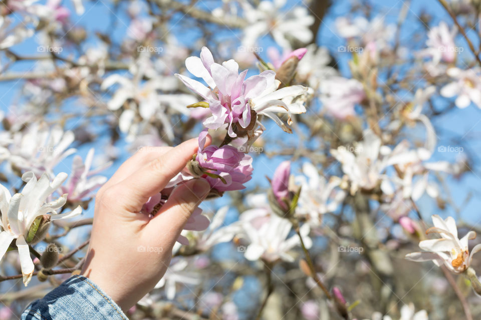 Magnolia tree blossom with white and pink blooming flowers, hand holding a small tree branch