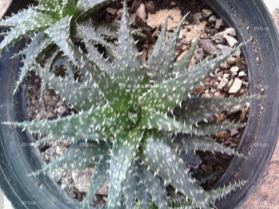 Aloe