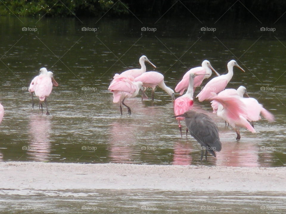 Spoonbills on lake