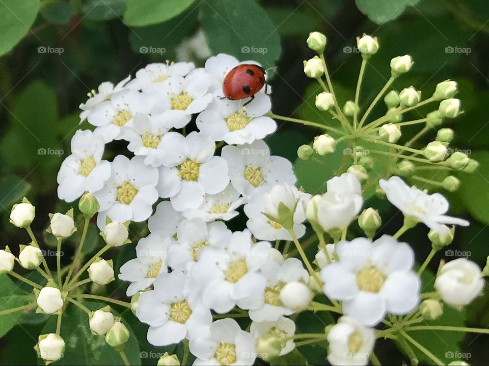 Ladybug