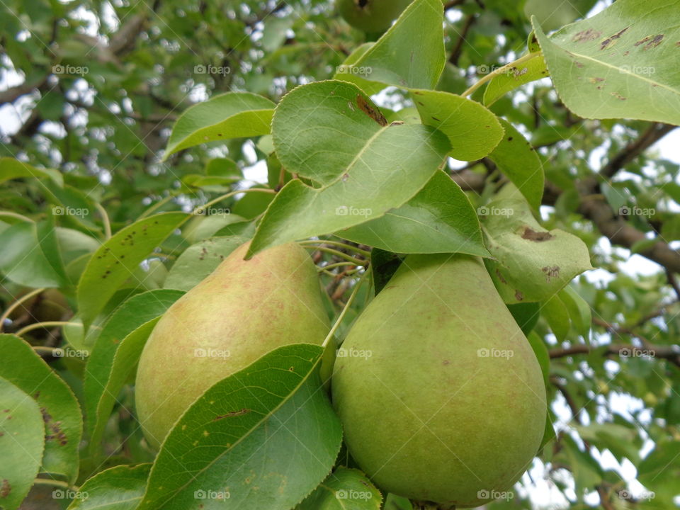 Garden Pears.