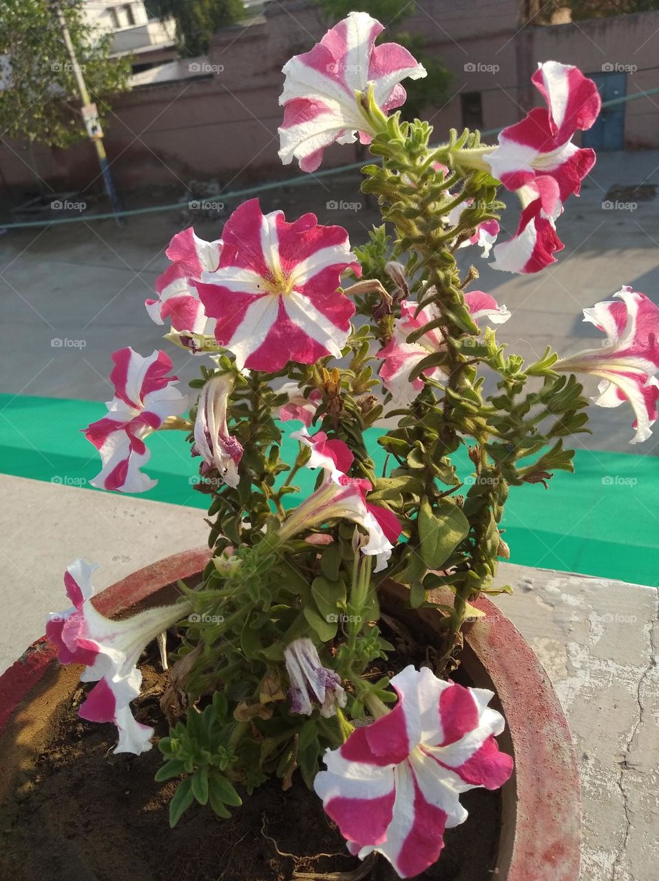 pitunia white nd pink flower fresh seasonal looking very beautiful generally found everywhere