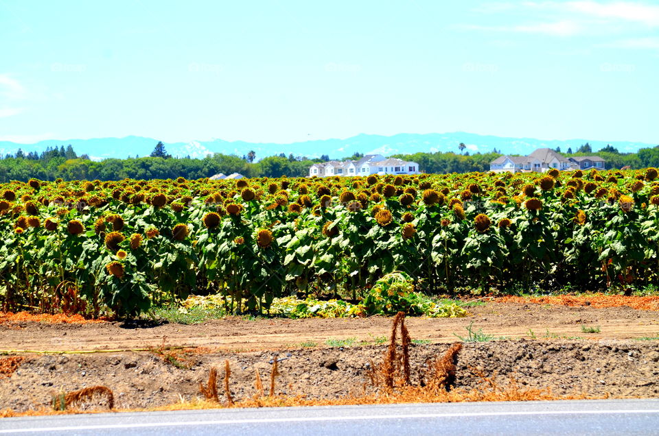 Sunflower Fields 🌻