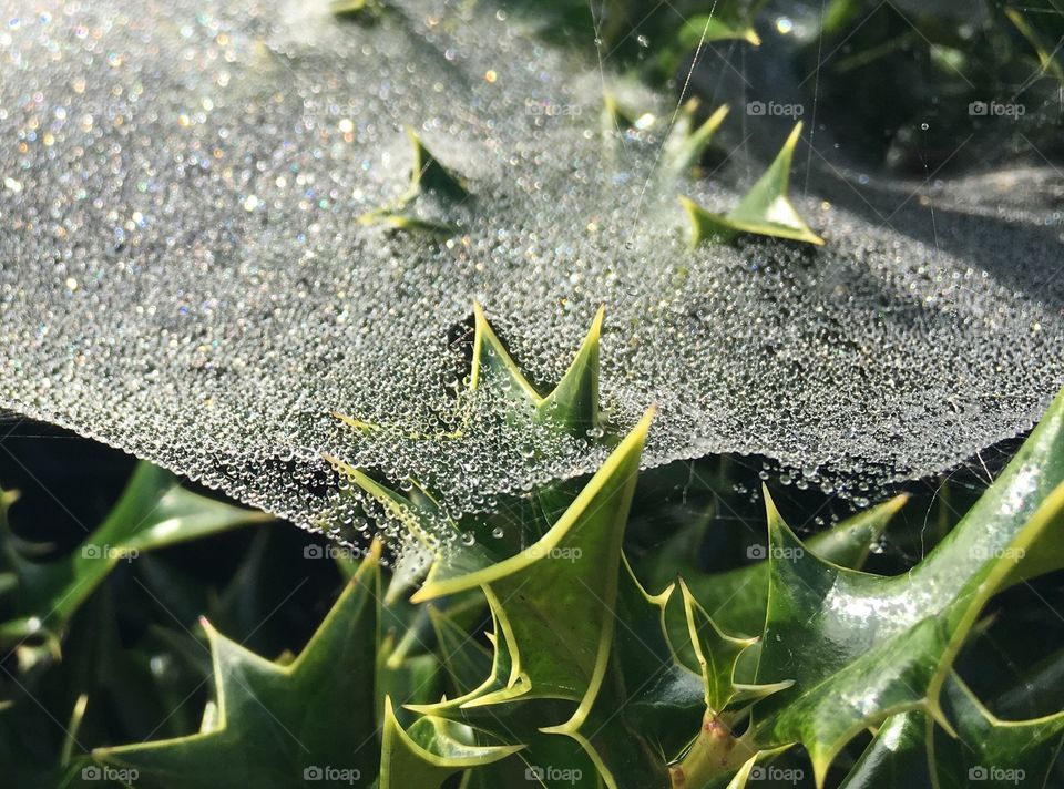 Dewy spiderweb on holly bush