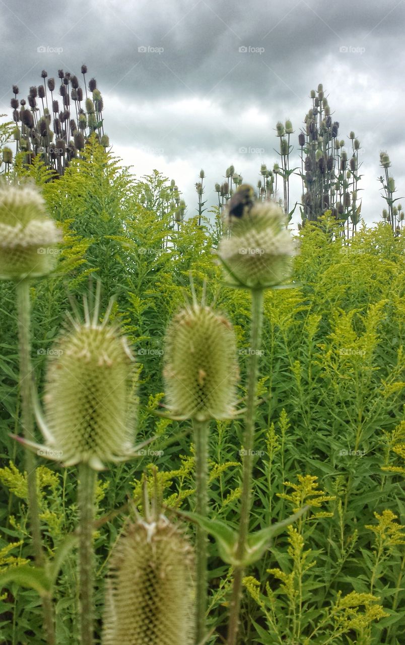 Wild Grasses