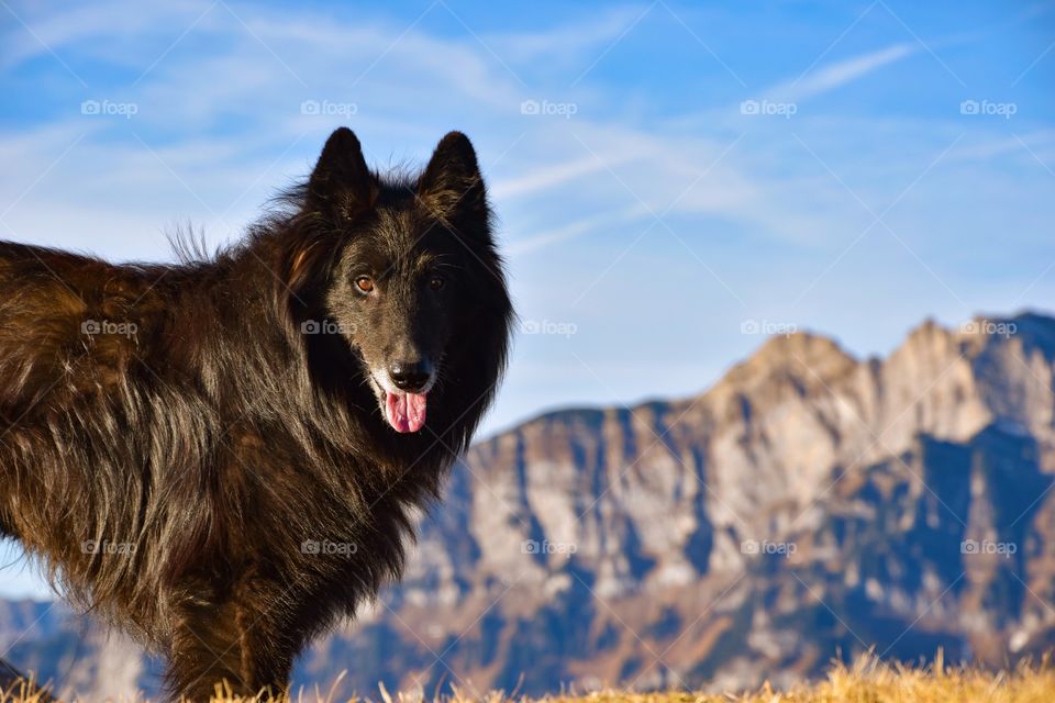 old dog, mountaineering, alps, hiking, nature