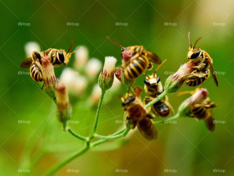 sleeping bees