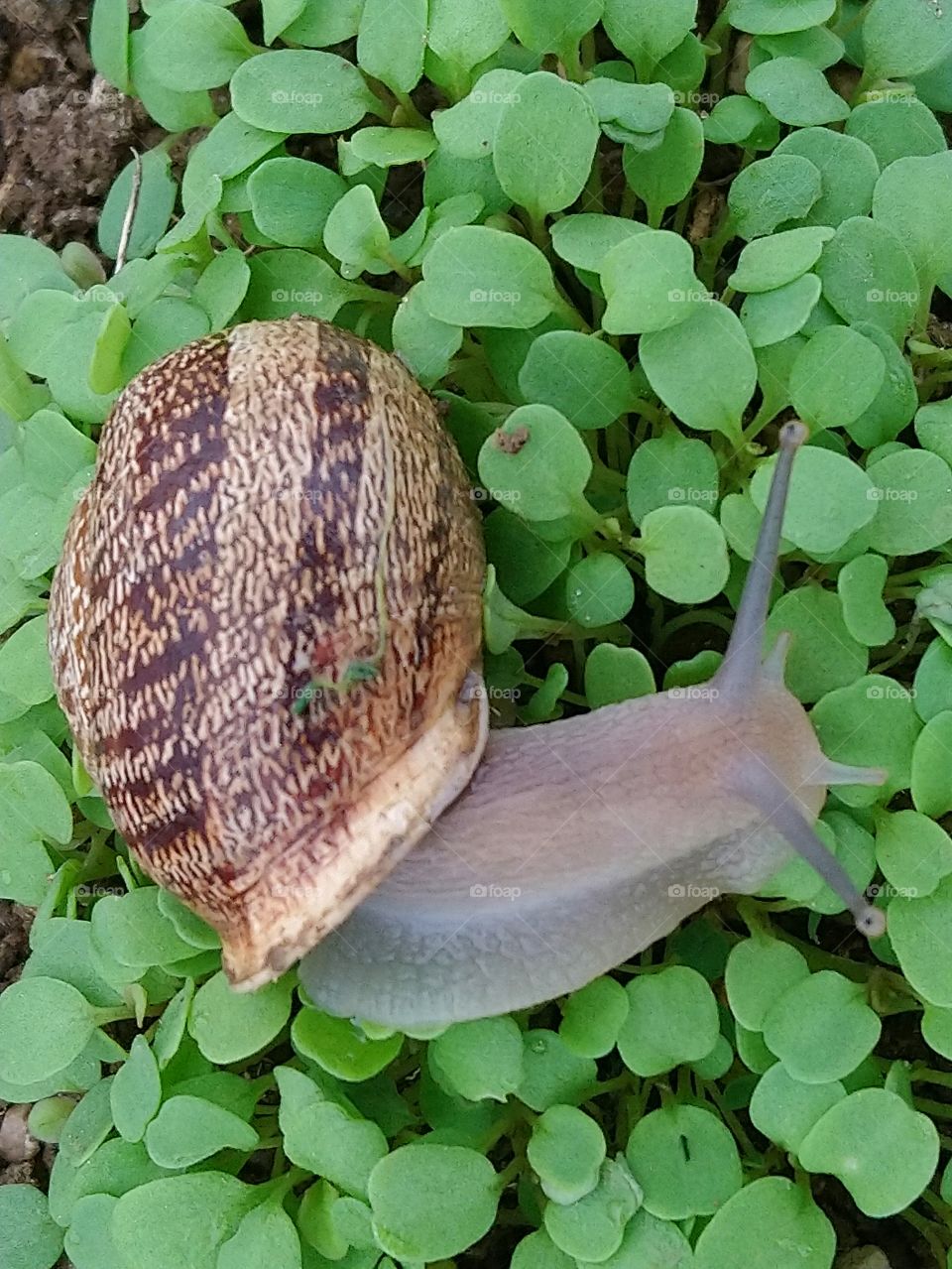 Snail in autumn