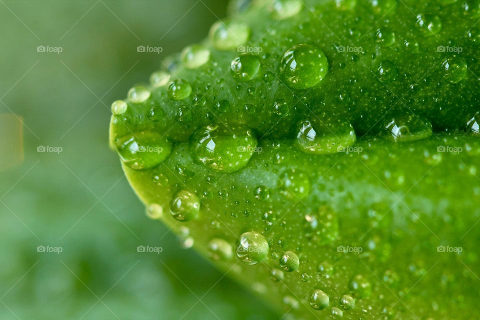 Close-up of a plant with raindrops 