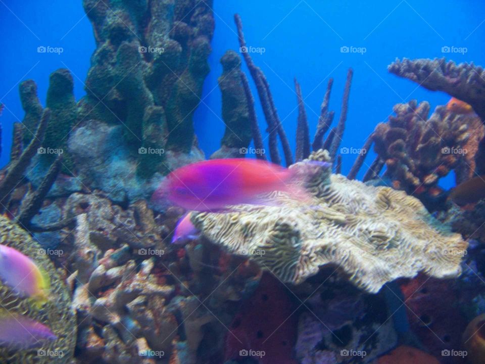 colorful fish