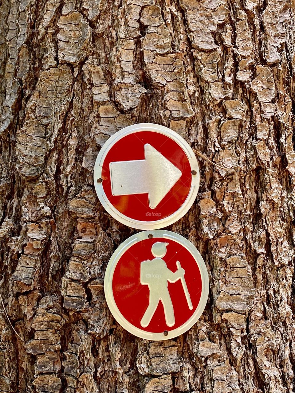 Metal signs on a tree pointing out the way to go for hikers