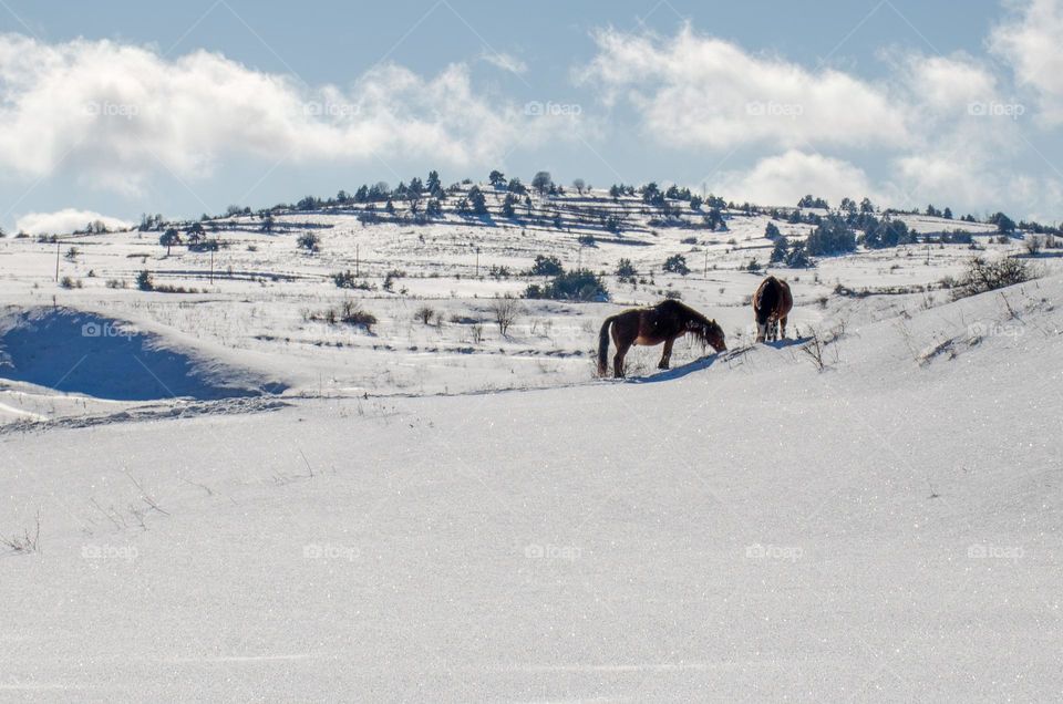 Horses in the Snow