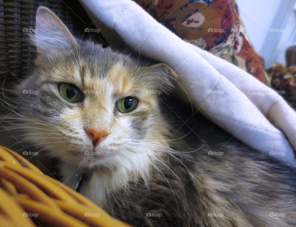 Dilute calico cat 