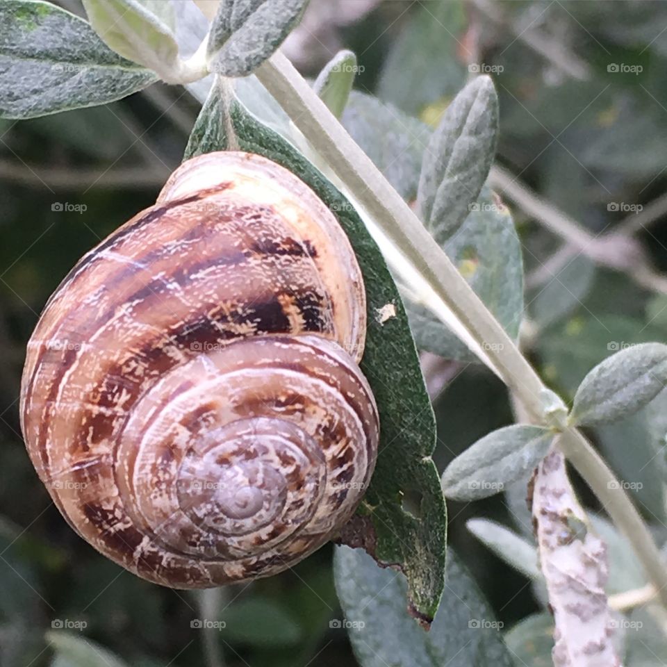 Caracol