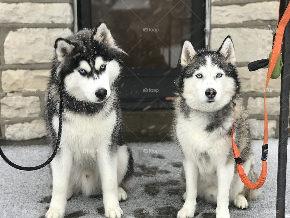 Two huskies on a snowy porch looking forward to their next adventure