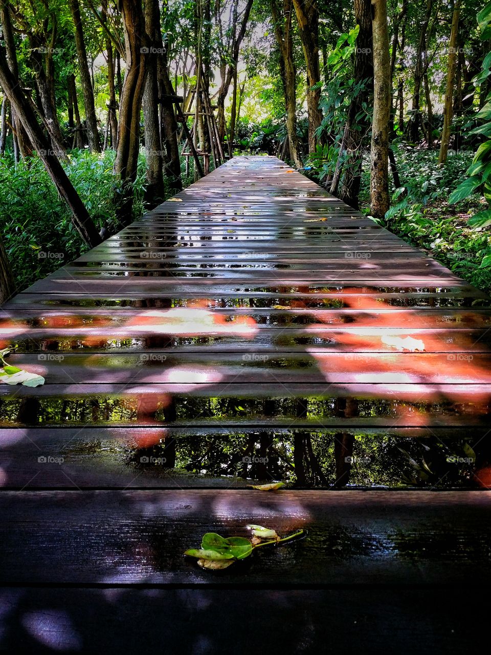 The wooden bridge pathway that stretches among the trees on a rainy day causes waterlogging and sunlight shining, making the atmosphere fresh and shady.