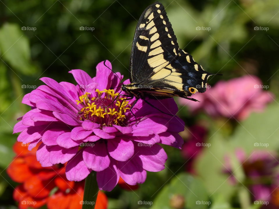 Distant view swallowtail butterfly facing left 