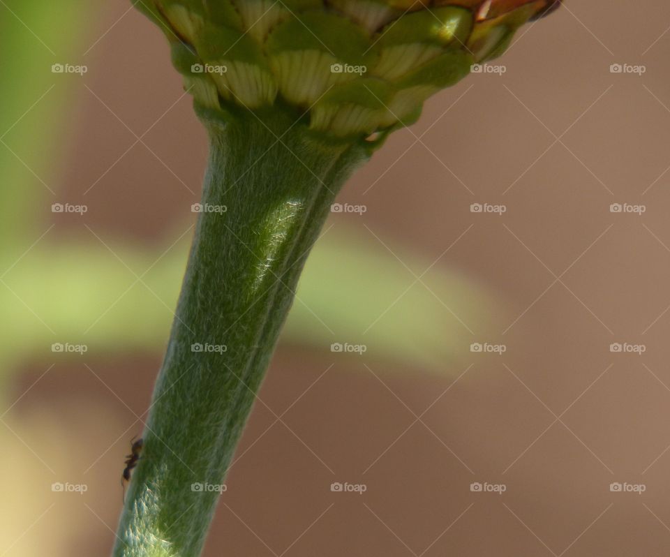 Ants on a zinnia stem