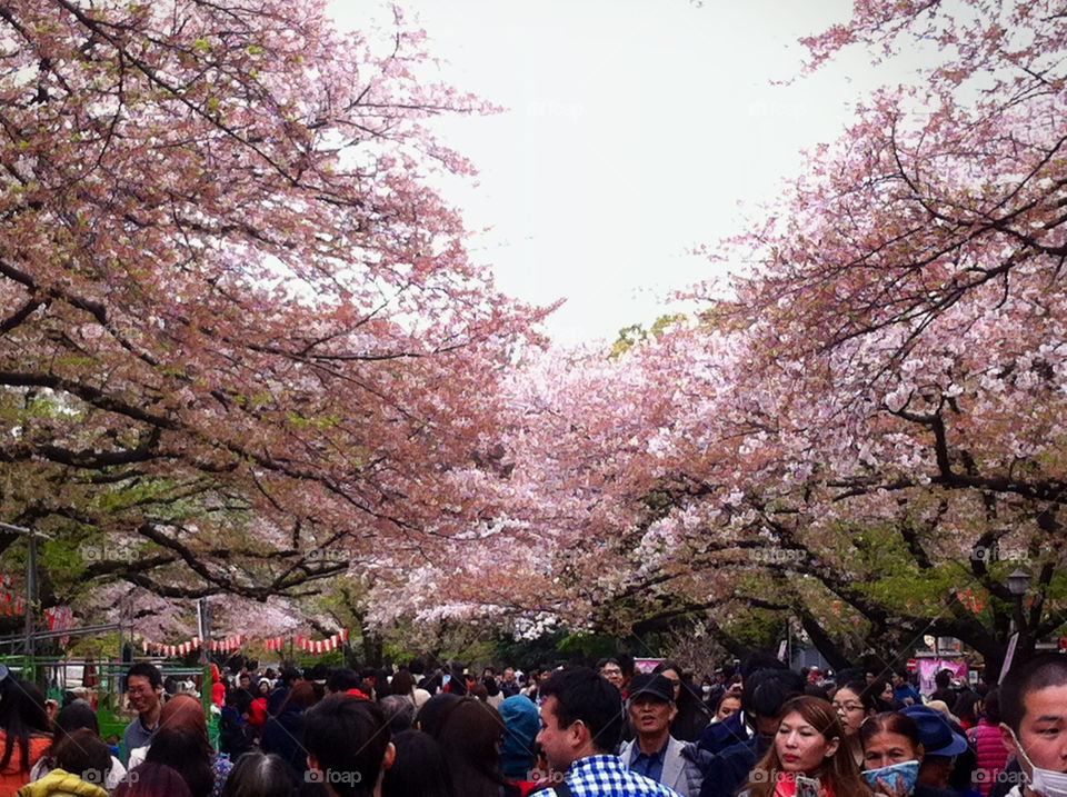 Cherry Blossom