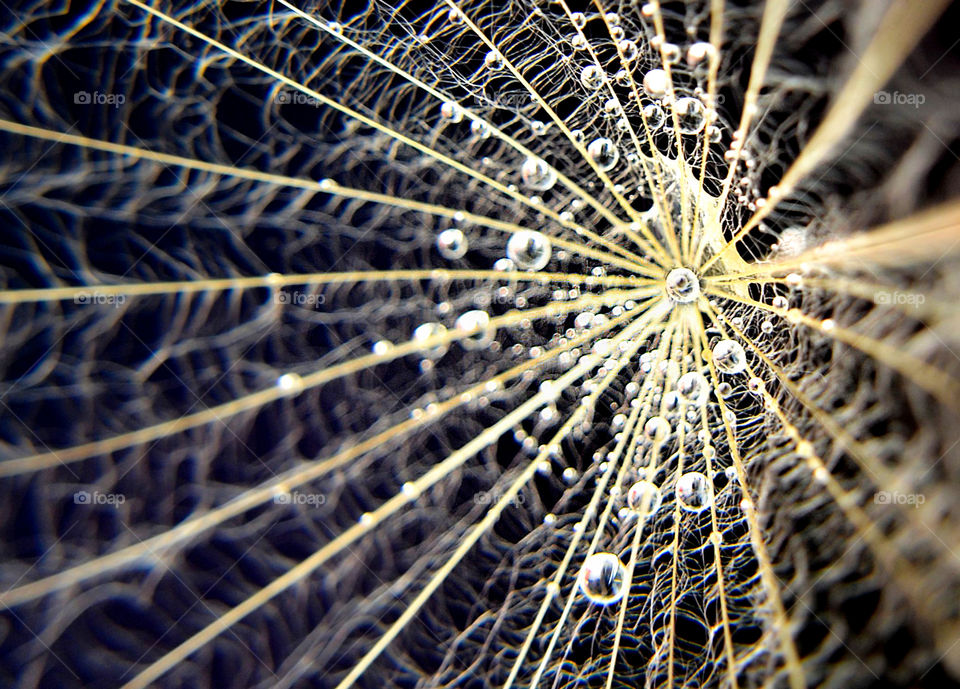 Dandelion, closeup beauty