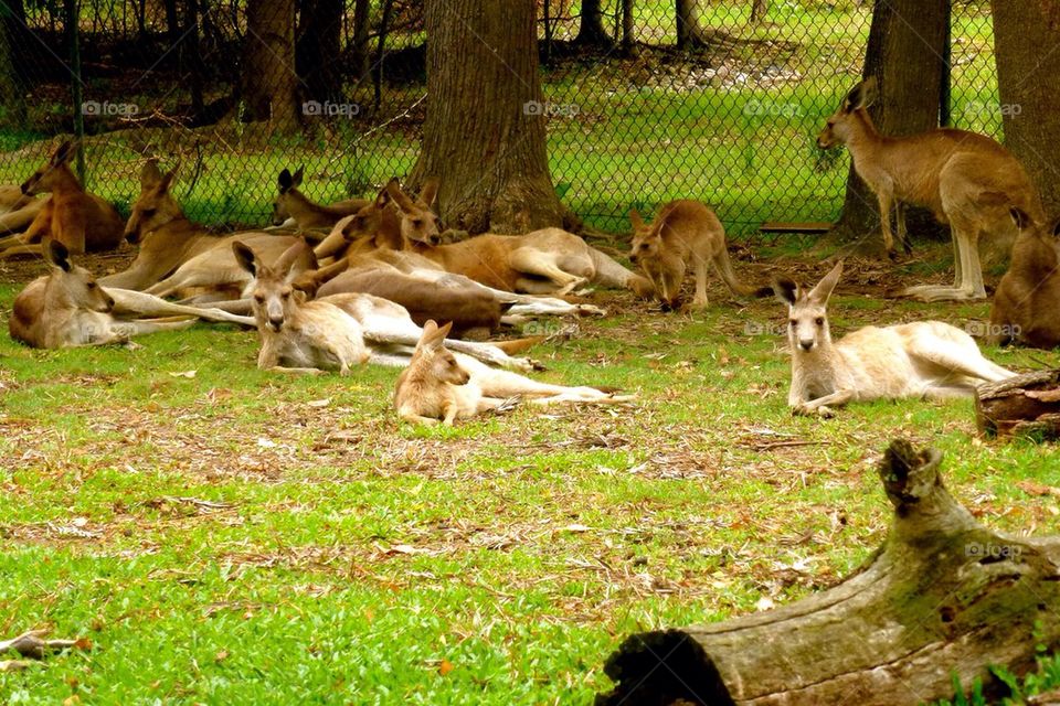 Kangaroos hanging out. Australia