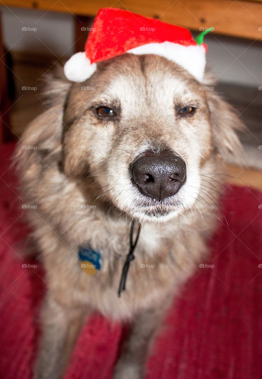 Santa hat in dog