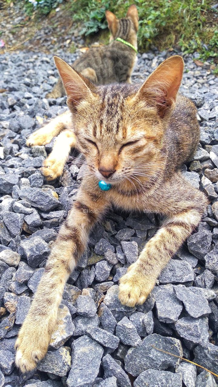 Two cute kittens are lying on a small pile of stones