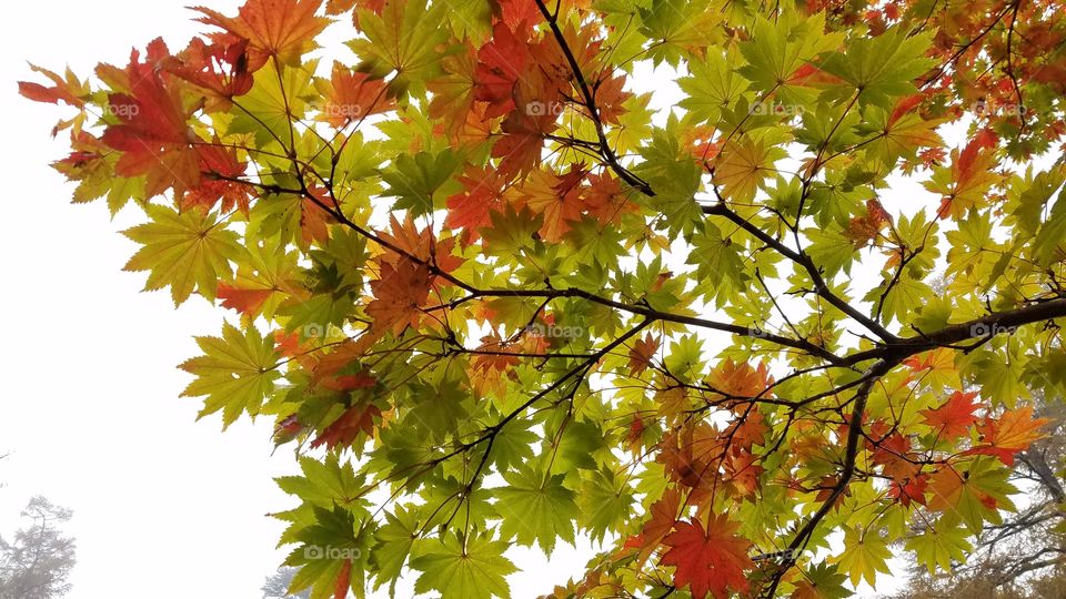 Colorful maple leaves